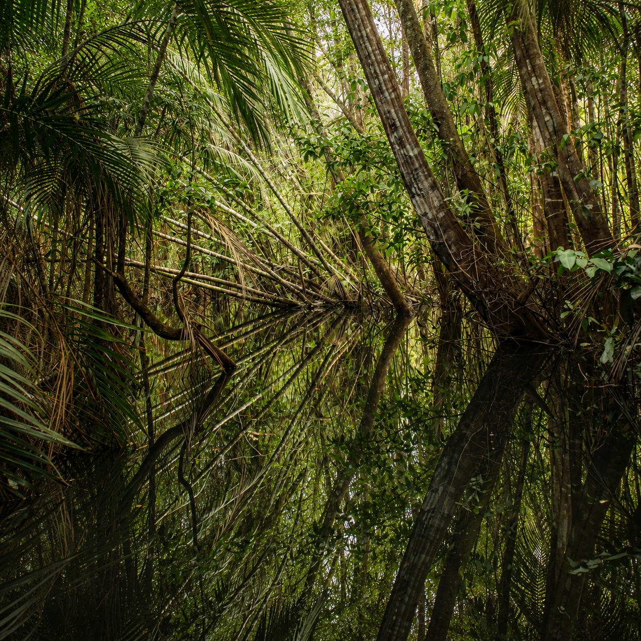 Vegetação refletida nas águas da Floresta Encantada